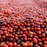 Orientações da Emater-MG para a pré-colheita do café