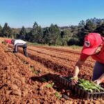 O campo é o lugar ideal para a inteligência artificial